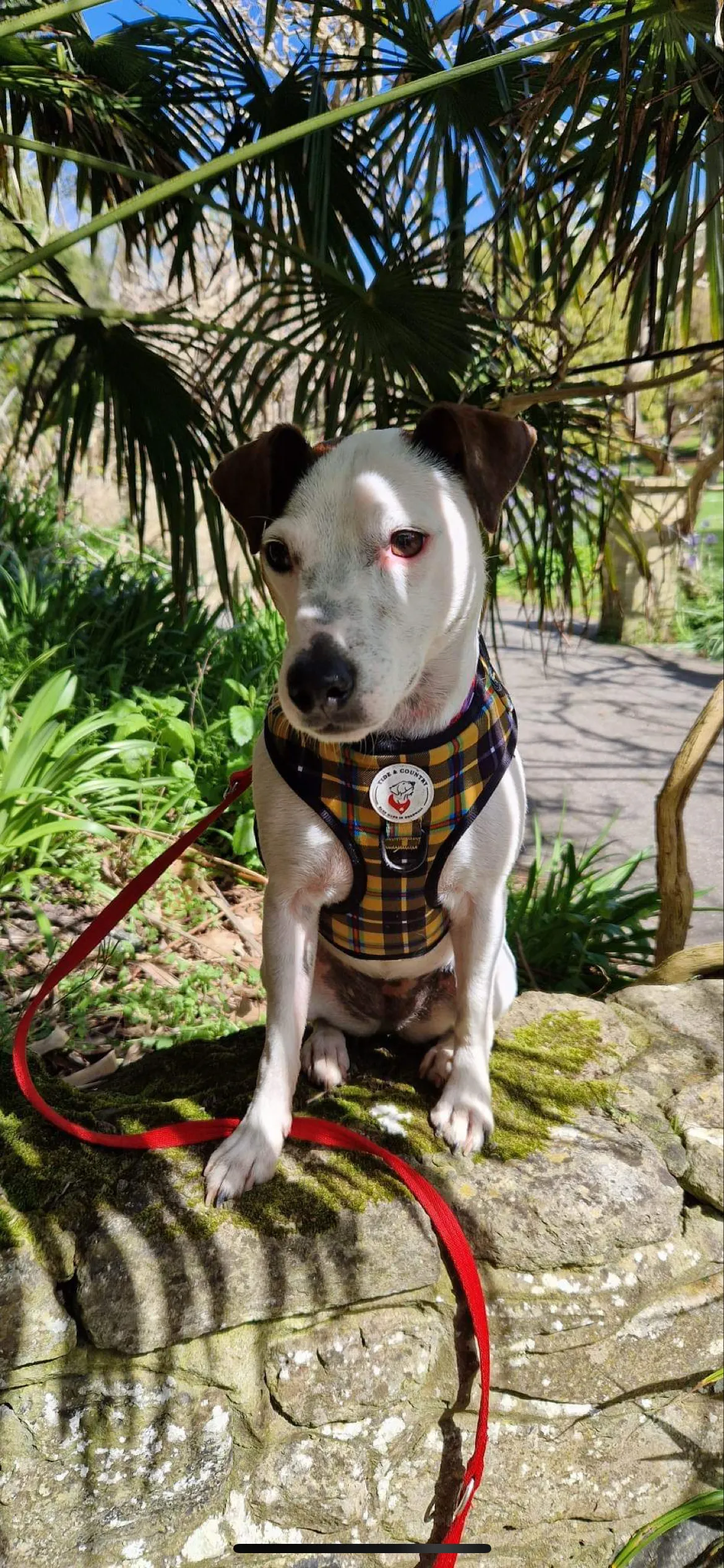 Cornish Tartan Dog Harness - Wholesale