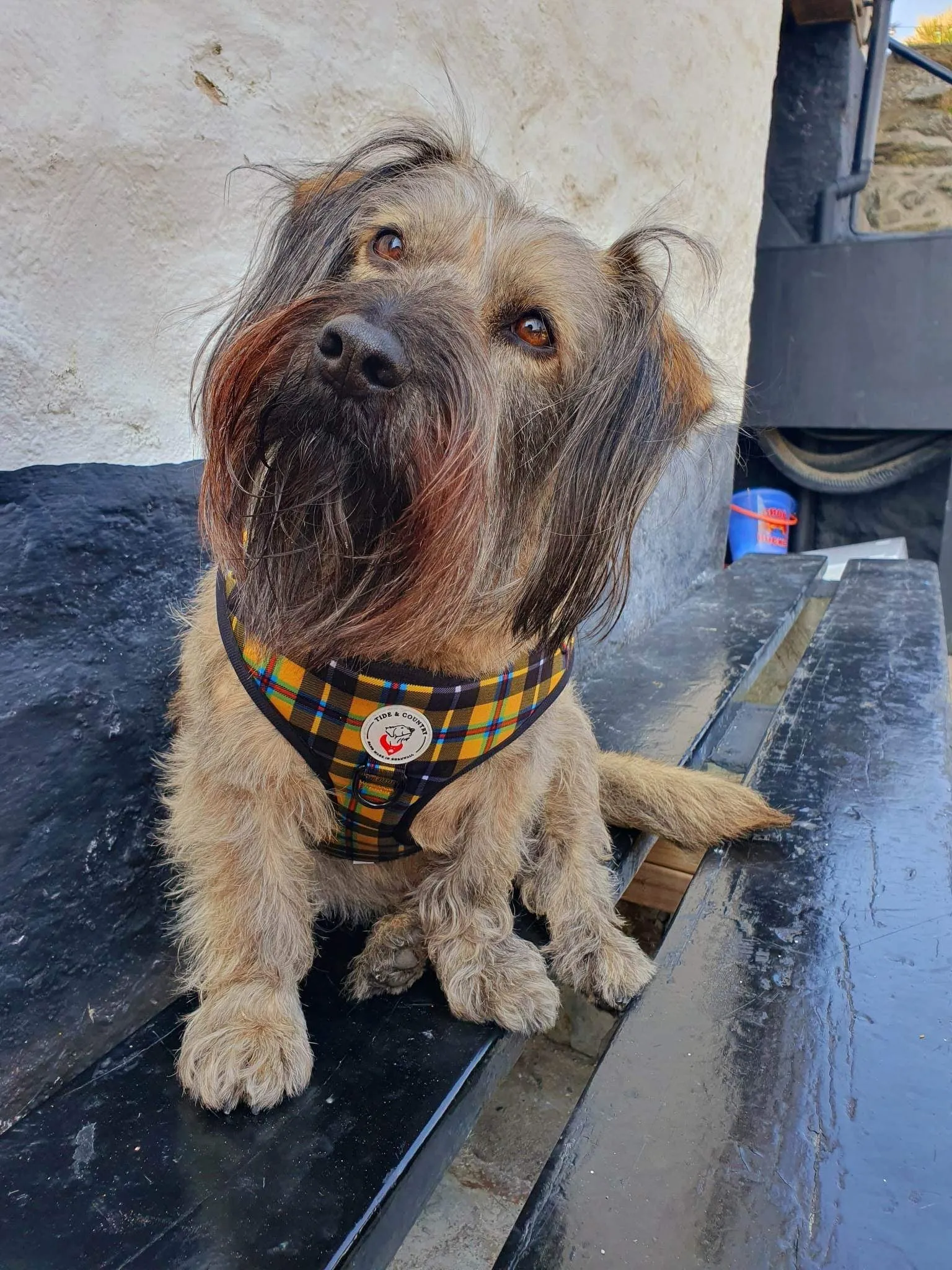 Cornish Tartan Dog Harness - Wholesale