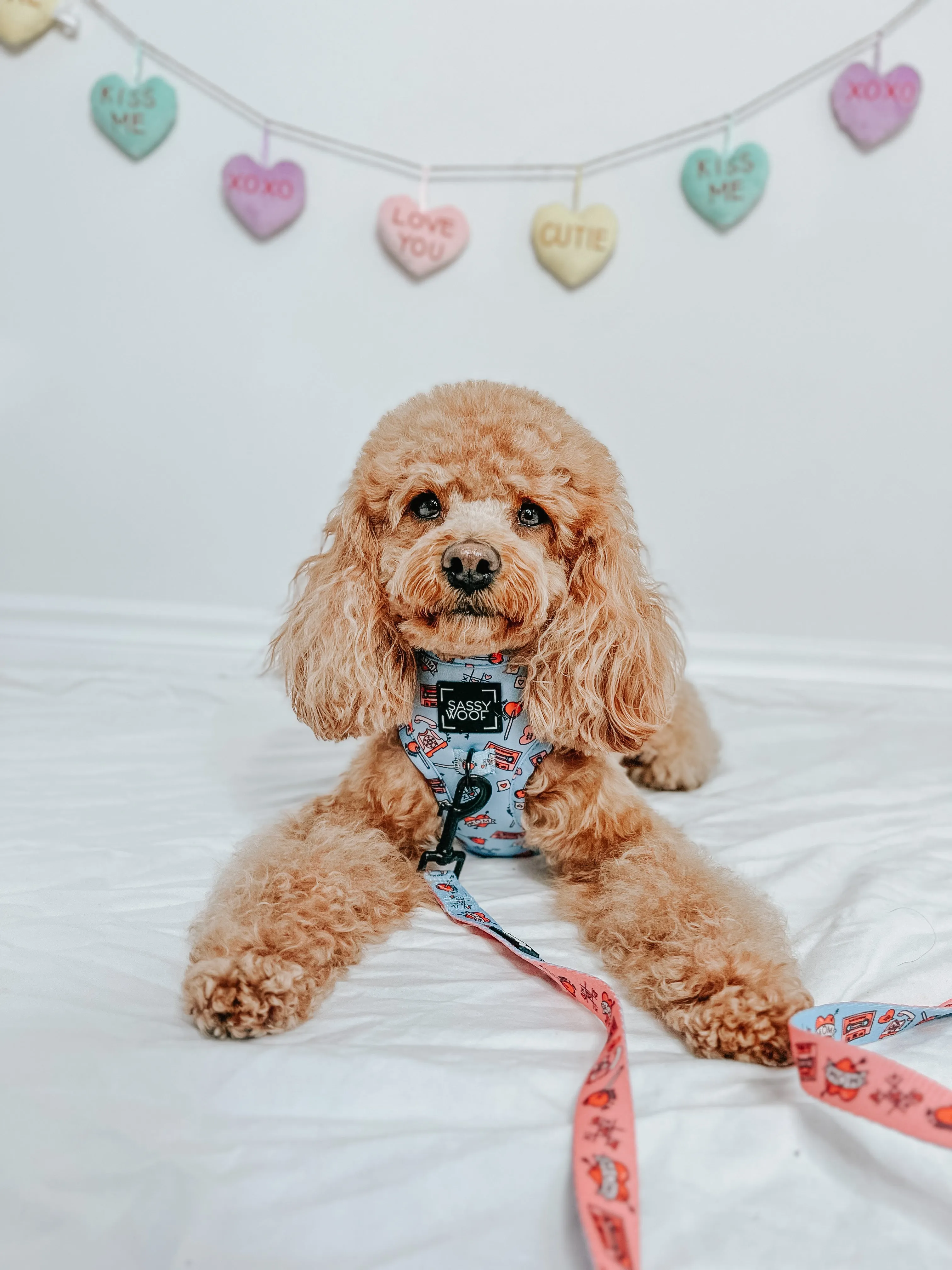 Dog Adjustable Harness - Heartbreaker