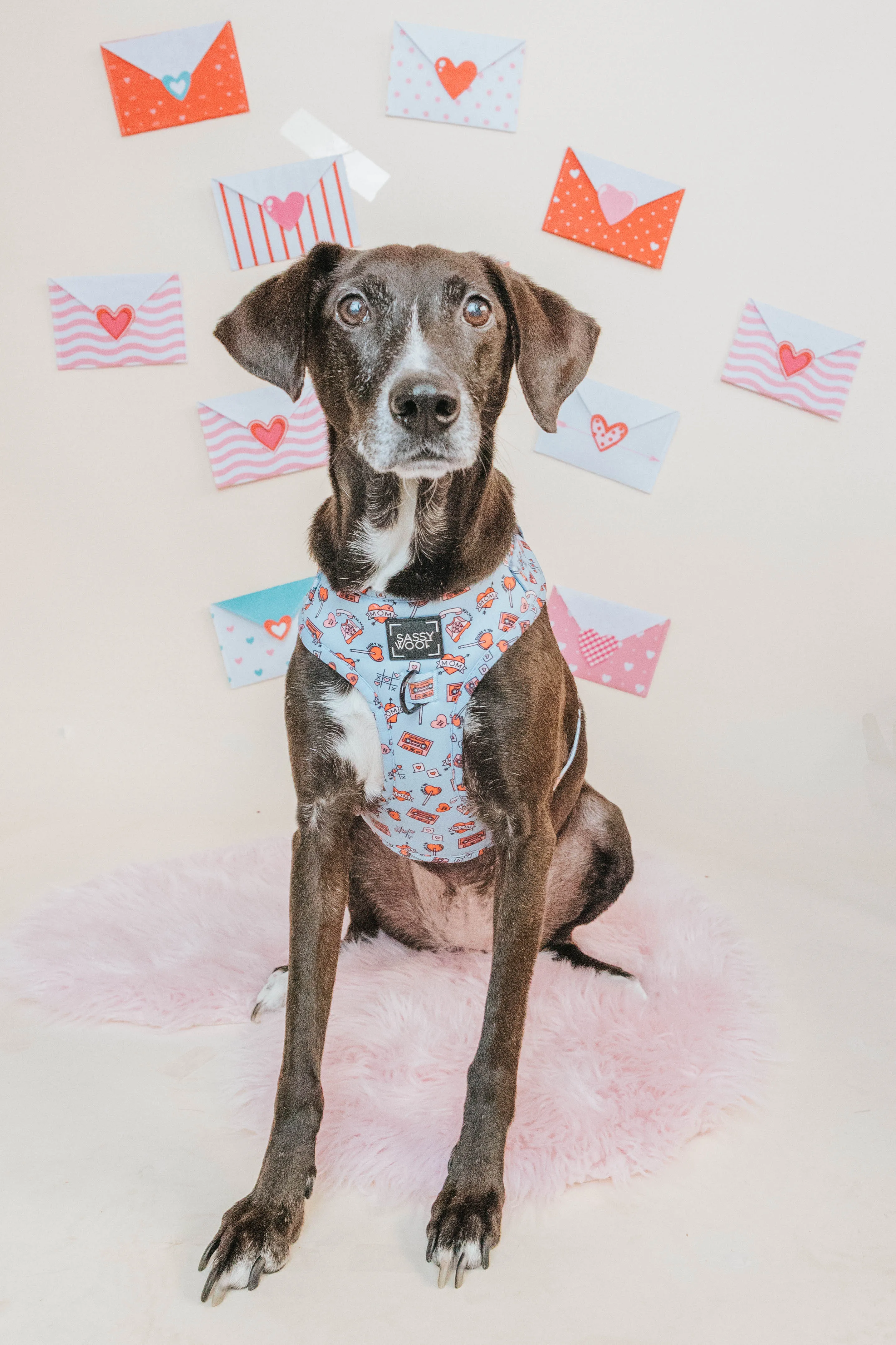 Dog Adjustable Harness - Heartbreaker