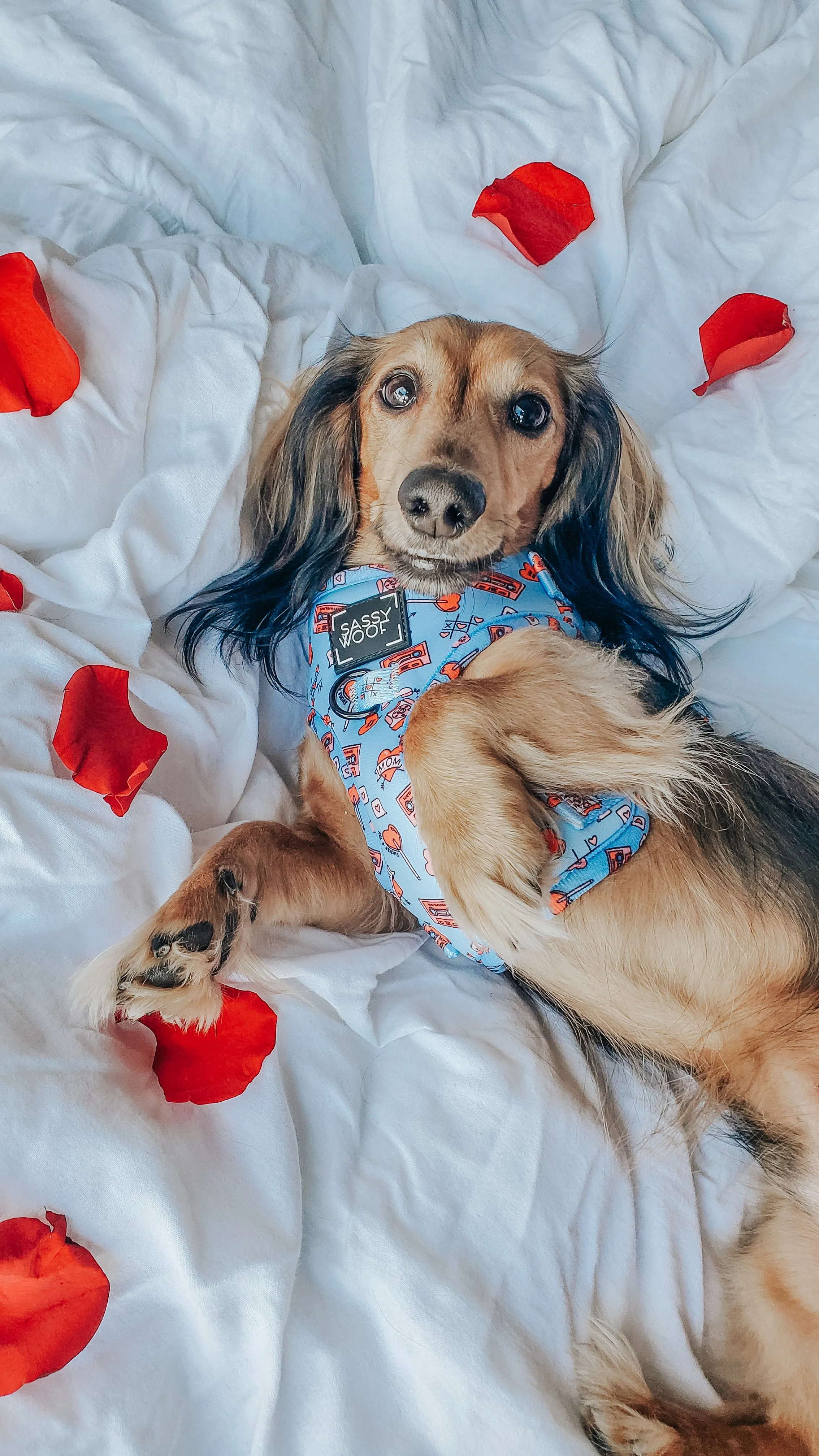 Dog Adjustable Harness - Heartbreaker