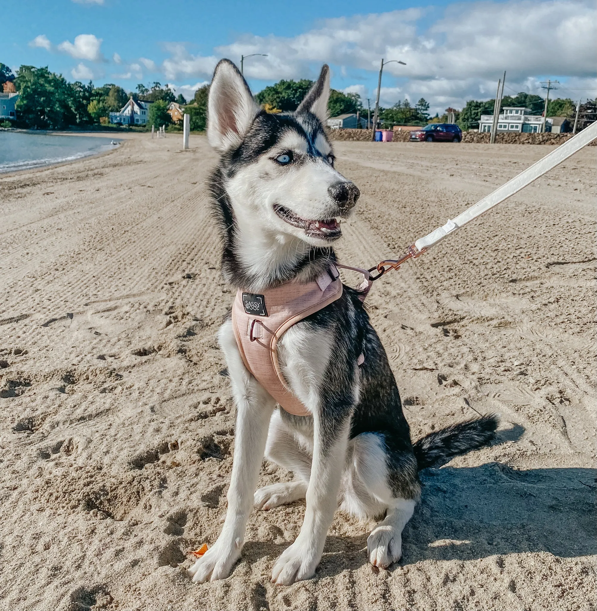 Dog Adjustable Harness - Pinot