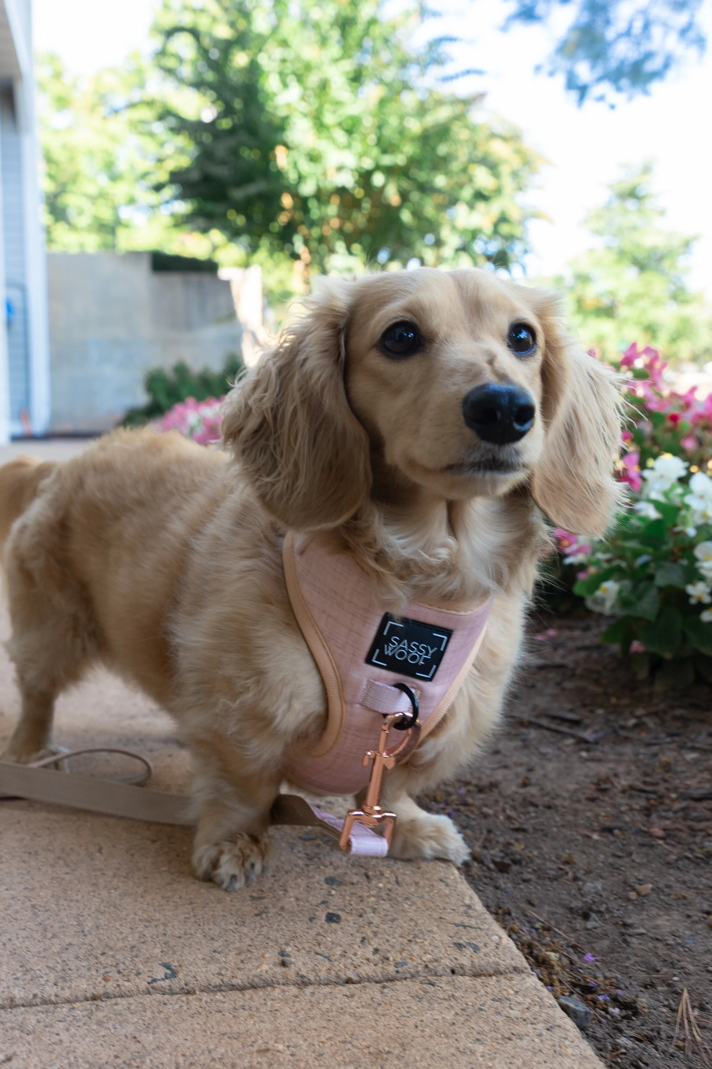 Dog Adjustable Harness - Pinot