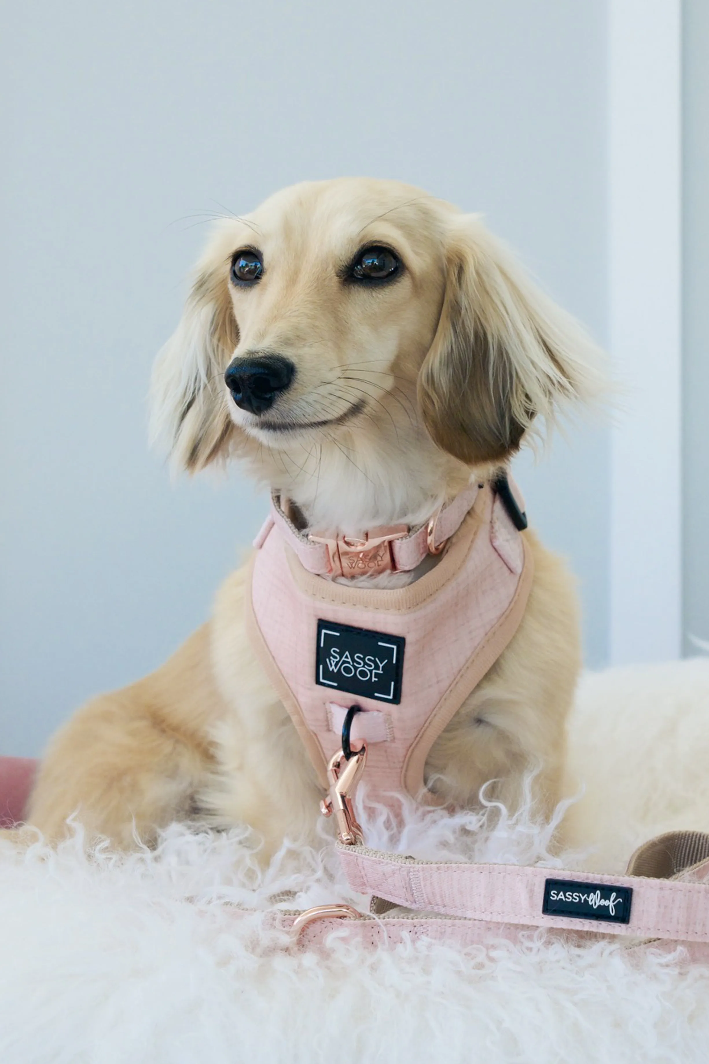 Dog Adjustable Harness - Pinot