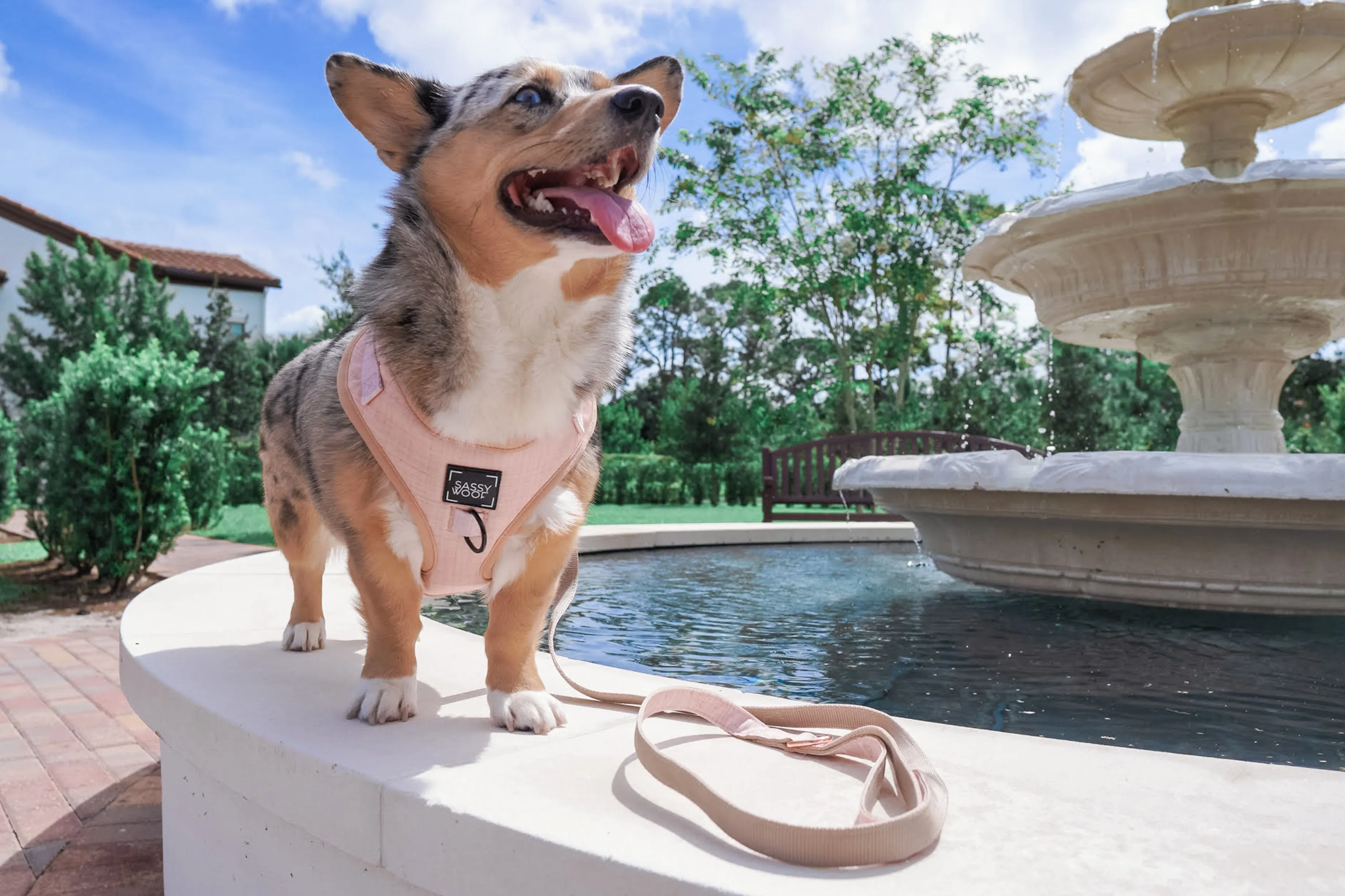 Dog Adjustable Harness - Pinot