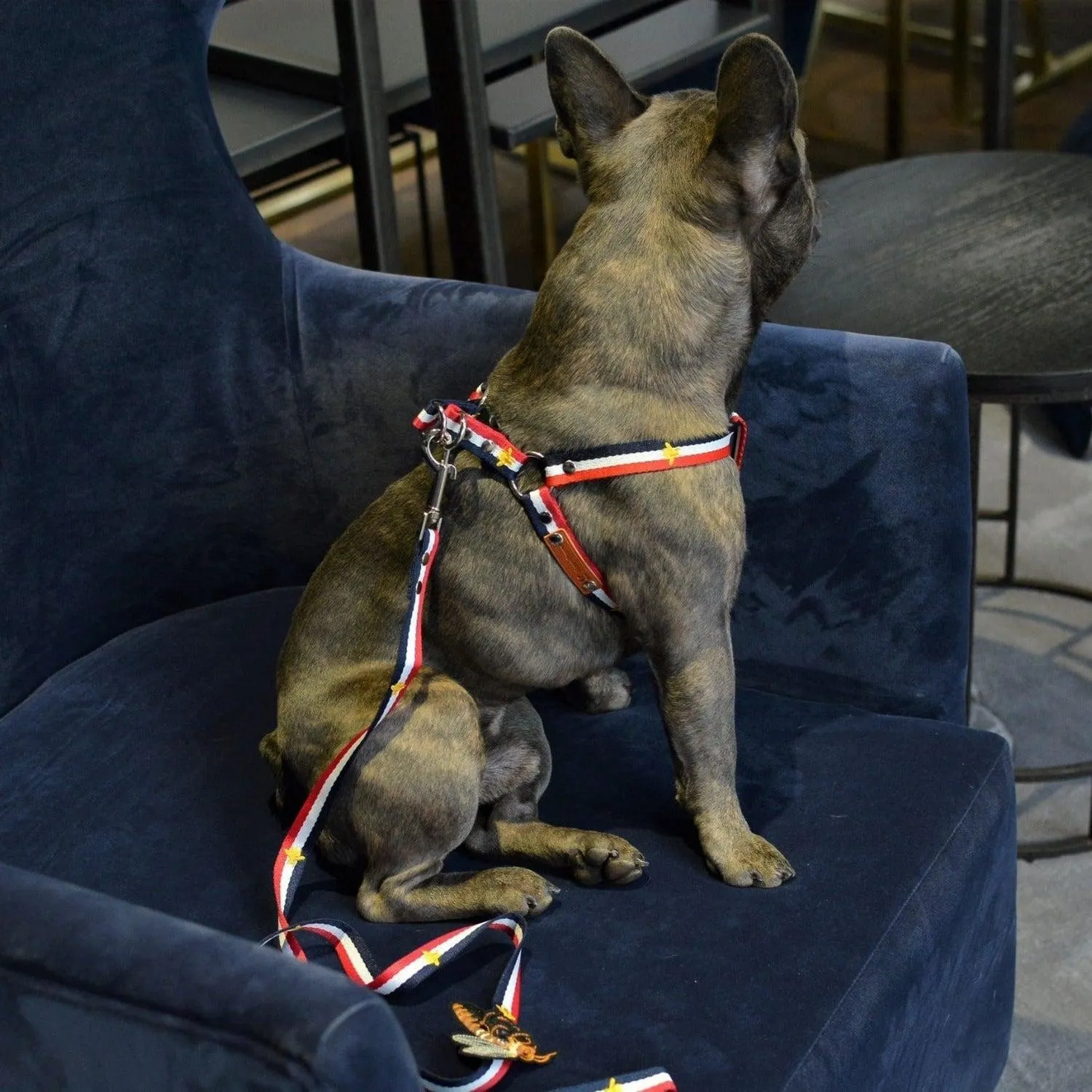 Honey Bunny Sailor's Man Dog Harness and Leash Set