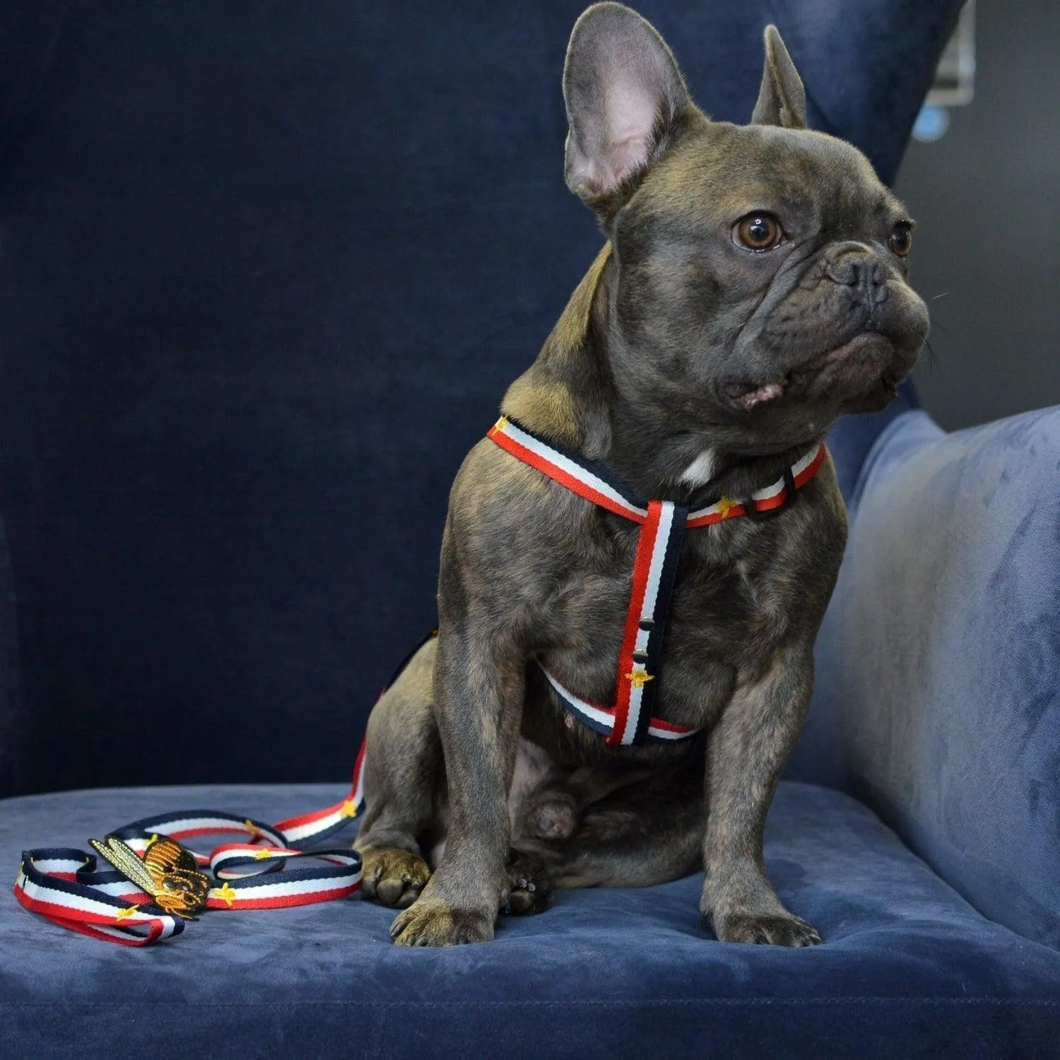 Honey Bunny Sailor's Man Dog Harness and Leash Set