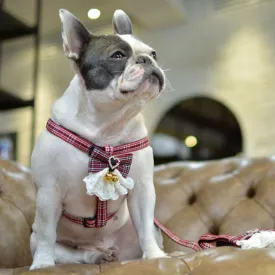 Scottish Bow Tie Dog Harness and Leash Set
